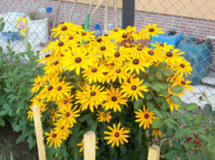 rudbeckia - 4 2011 PLANTE GRADINA R-X