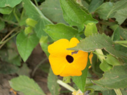 thunbergia