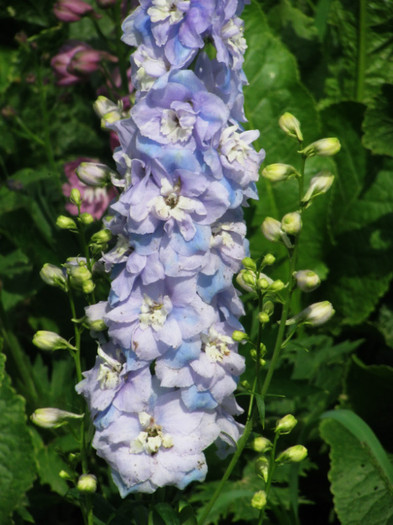 2 - Delphinium elatum Excalibur