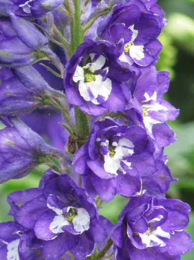 5 - Delphinium elatum Excalibur