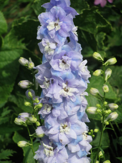 7 - Delphinium elatum Excalibur