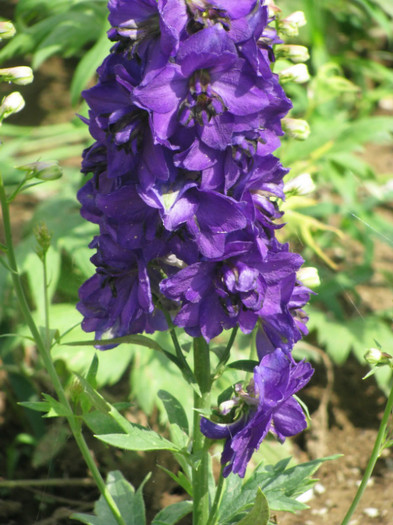 9 - Delphinium elatum Excalibur