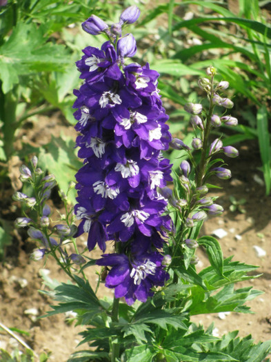 10 - Delphinium elatum Excalibur