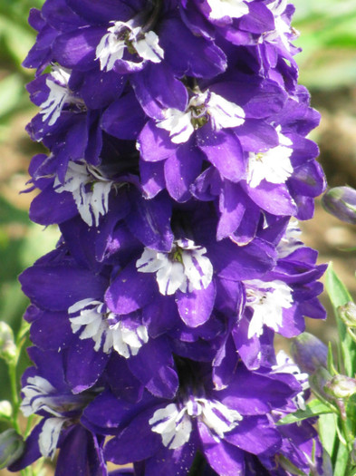 11 - Delphinium elatum Excalibur