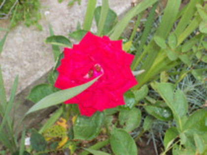 trandafiri - 4 2011 PLANTE GRADINA R-X