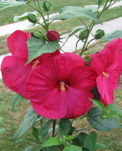 5 - Hibiscus moscheutos