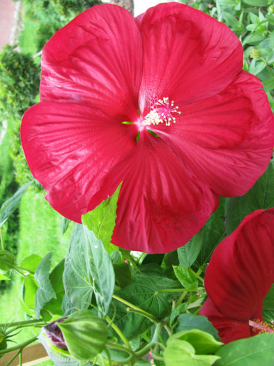 6 - Hibiscus moscheutos