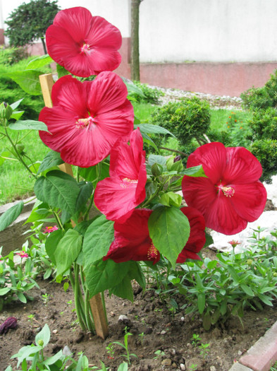 7 - Hibiscus moscheutos