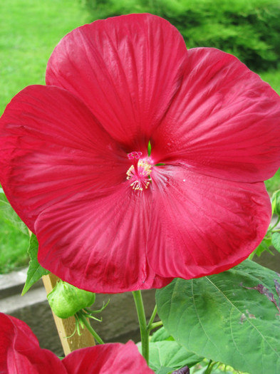 8 - Hibiscus moscheutos