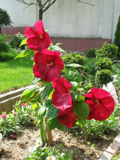 10 - Hibiscus moscheutos