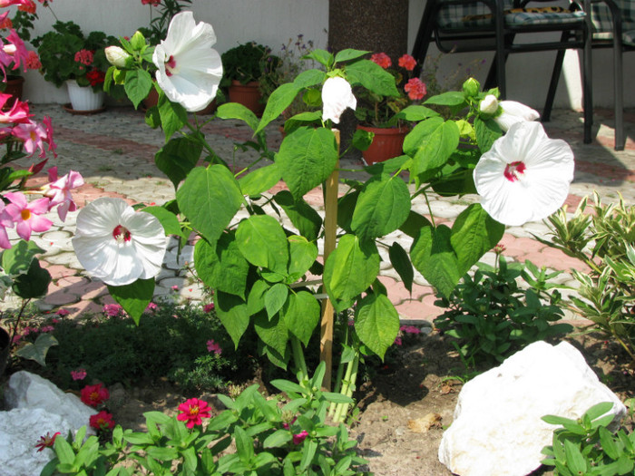 11 - Hibiscus moscheutos