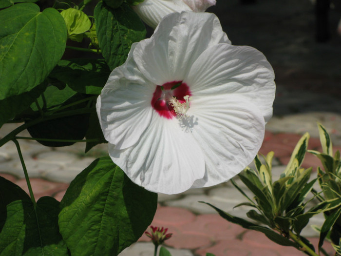 12 - Hibiscus moscheutos