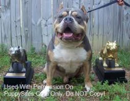 imagesCAGMEC8X - american pitbul vs amercan amstaff