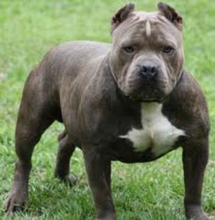 imagesCAM2A5SQ - american pitbul vs amercan amstaff