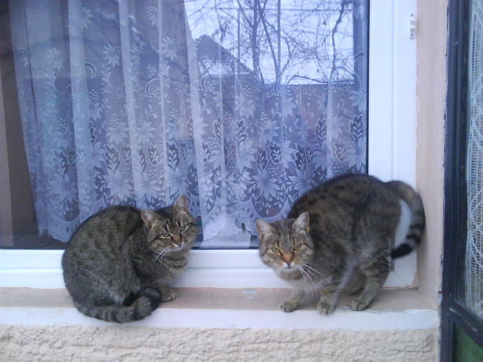 Fotografia 0634; doi frati care sau despartit acum un an de zile cel din dreapta pisica a plecat si a revenit dupa ap
