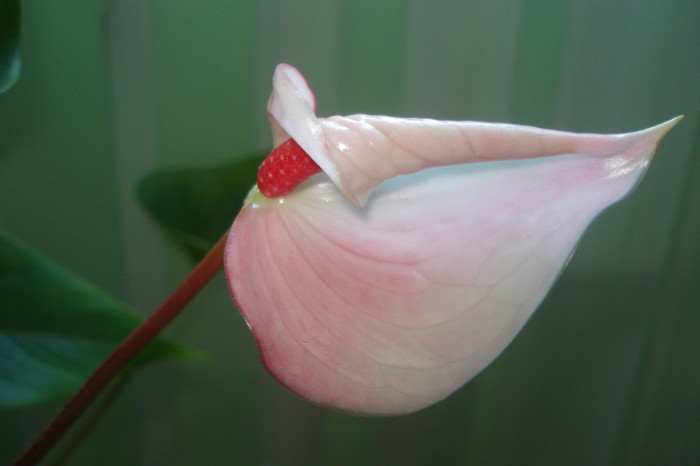 018 - ANTHURIUM