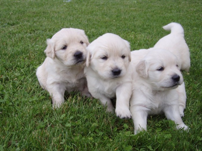 3 puppies