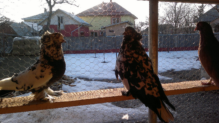 uriasi maghiari-pereche