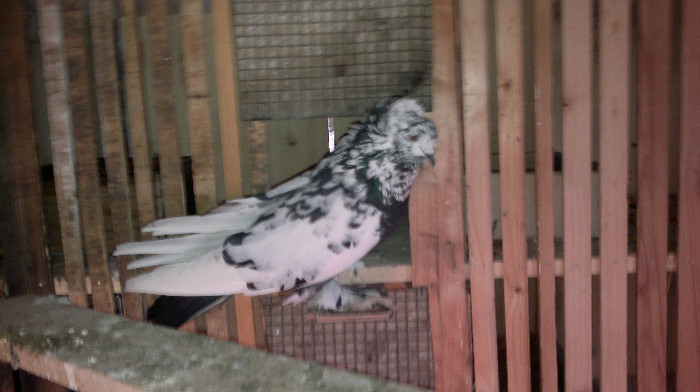 FEMELA URIAS MAGHIAR