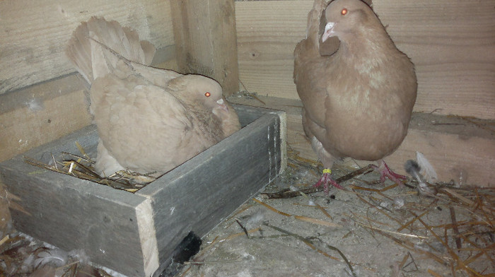 Mondaini-pe GALBEN- pereche 1