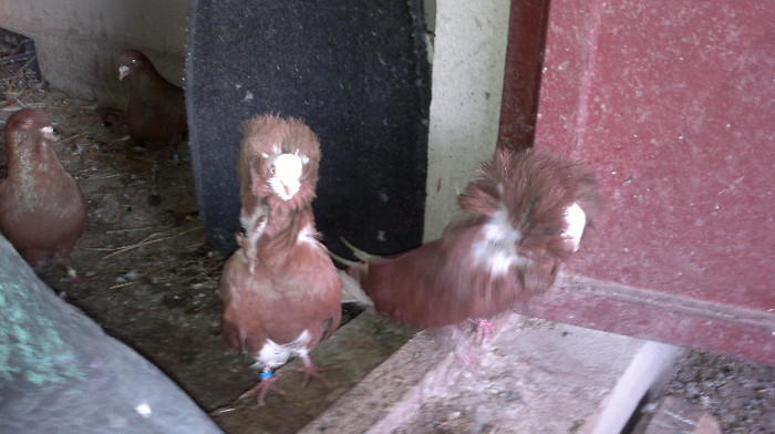 maria stuart-PERECHE PE ROSU