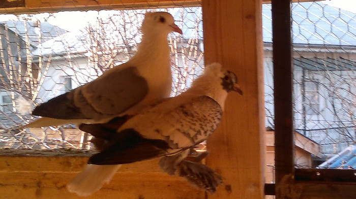 Randunele de saxonia