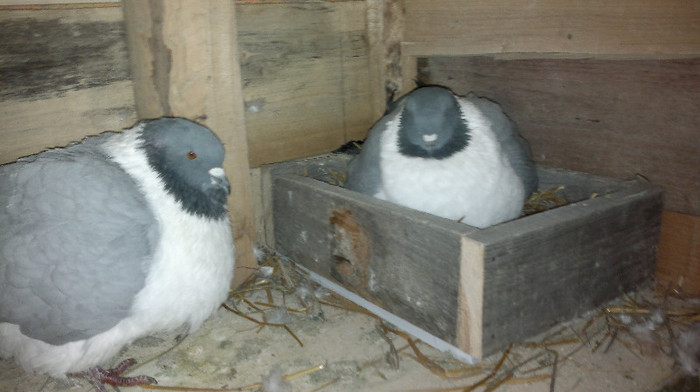 16032012593 - Porumbeii mei-ornament