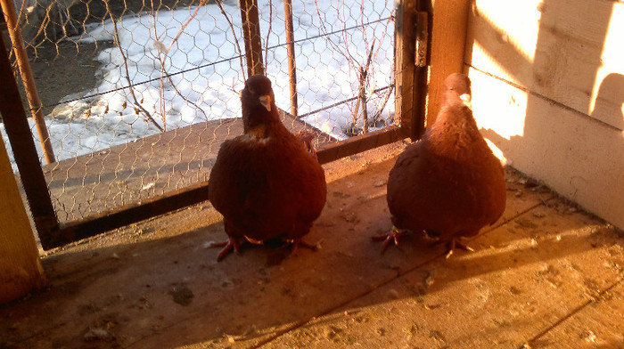 Mondaini-pe rosu- pereche 1