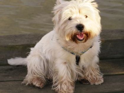 White-terrier - animale