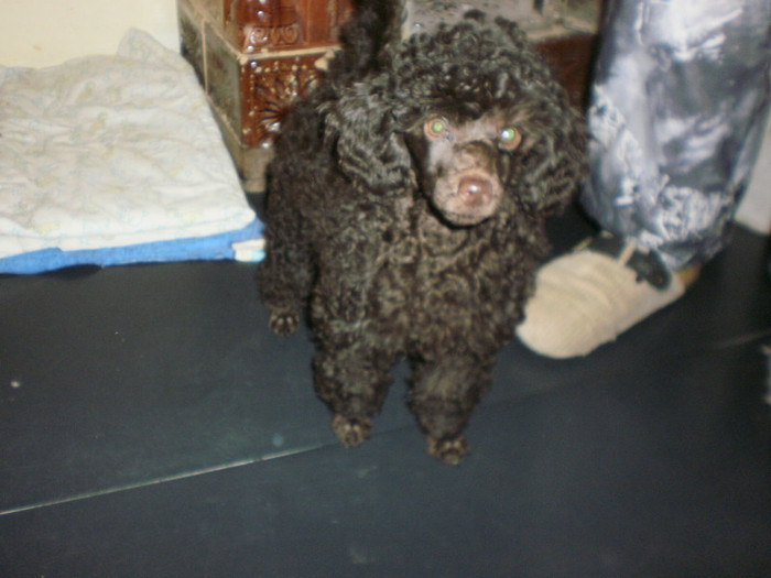 P2142005 - 12 arad  mascul canis pitic toy ciocolatiu