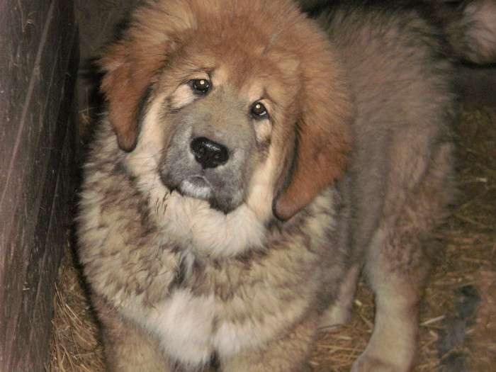 P3102213 - 39 mastiff de tibet