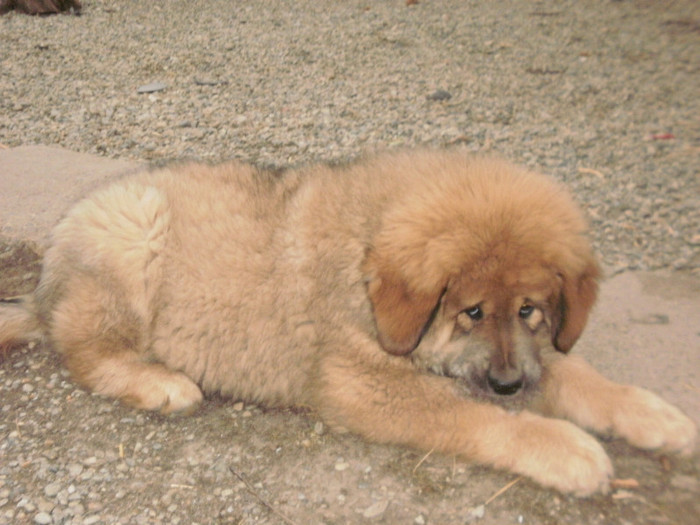 P3102216 - 39 mastiff de tibet