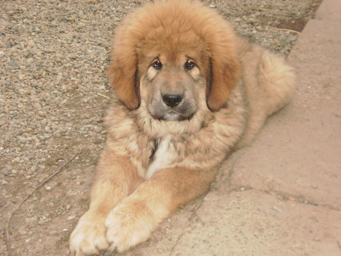 P3102220 - 39 mastiff de tibet
