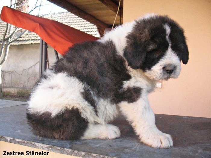 Arcan 8 sapt; Mascul 8 saptamani
