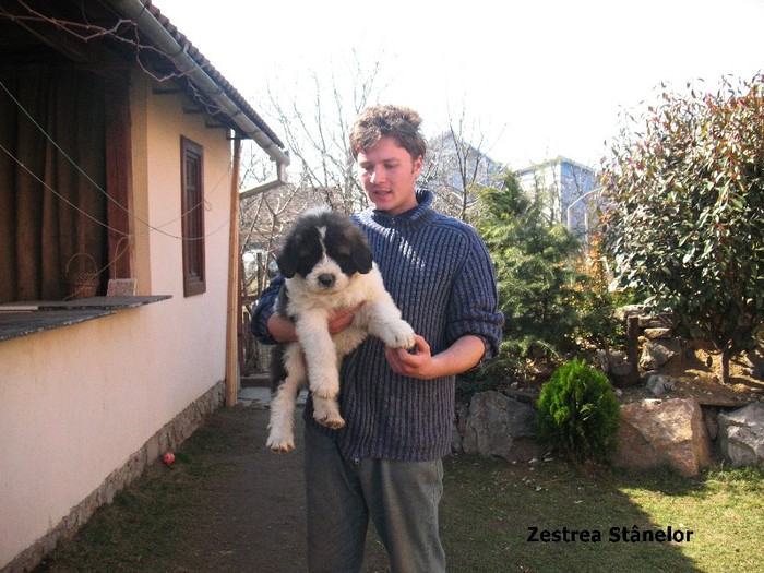 Arcan 8sapt; Mascul 8 saptamani
