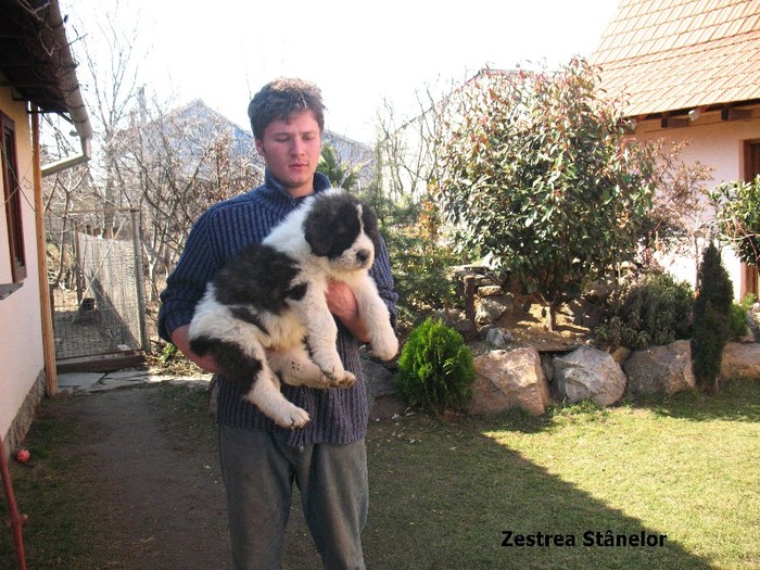 Arcan 8 sapt; Mascul 8 saptamani
