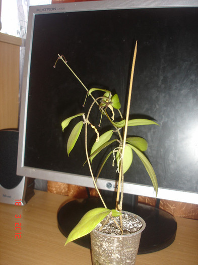 DSC04105 - Hoya Camphorifolia