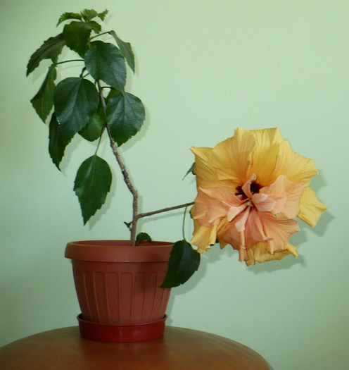 P1370599