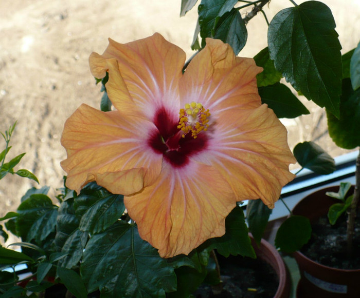 P1370606 - hibiscusi 2012