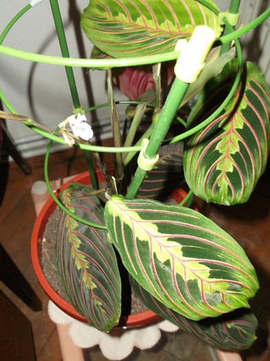 MARANTA TRICOLOR - FLORI DIVERSE