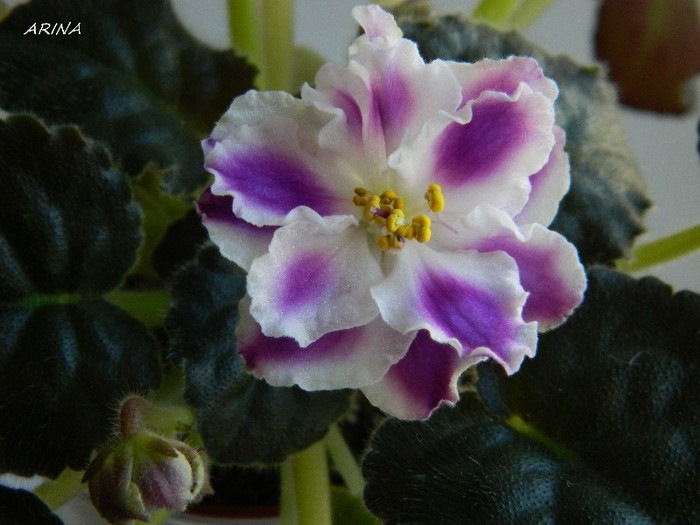 RS-Romantika - 0 Violete africane-saintpaulia martie 2012