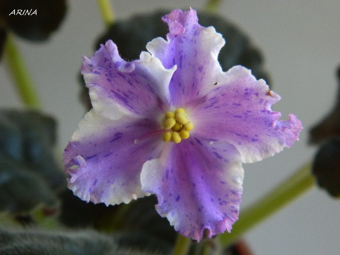 EK-Hrustalinaia Melodia- - 0 Violete africane-saintpaulia martie 2012