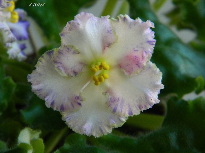 DSCN7343 - 0 Violete africane-saintpaulia martie 2012