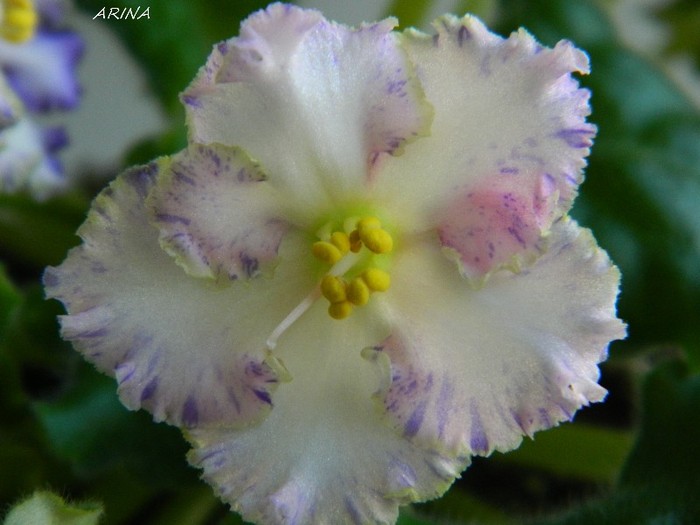 DSCN7344 - 0 Violete africane-saintpaulia martie 2012
