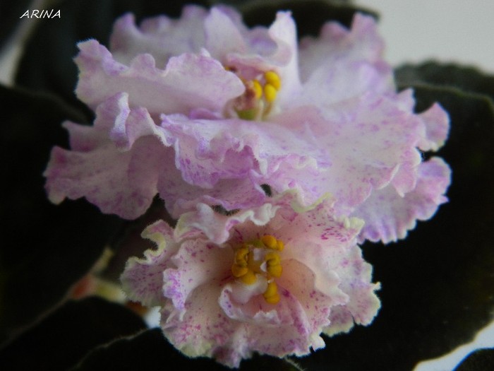 DSCN7348 - 0 Violete africane-saintpaulia martie 2012