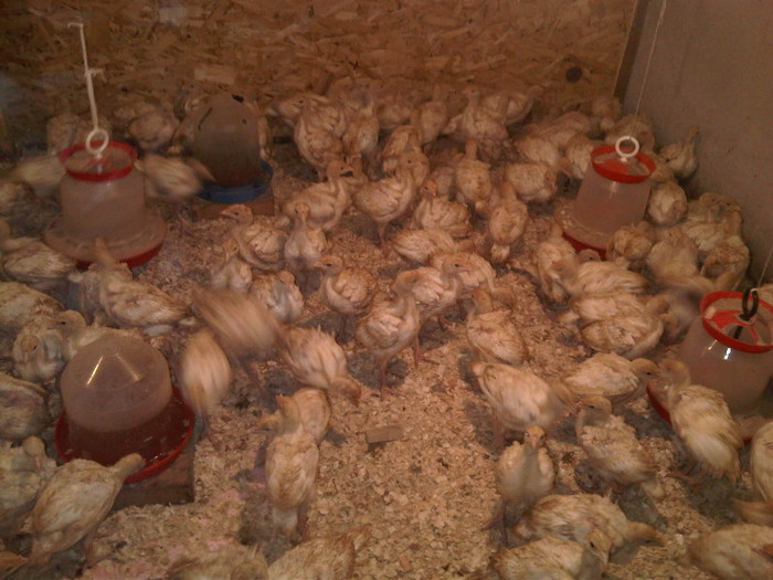 IMG01088-20120318-1140 - Curcani  rasa grea