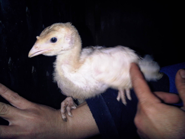 IMG01090-20120318-1141 - Curcani  rasa grea