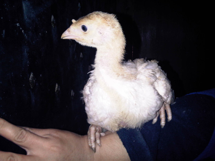 IMG01091-20120318-1141 - Curcani  rasa grea