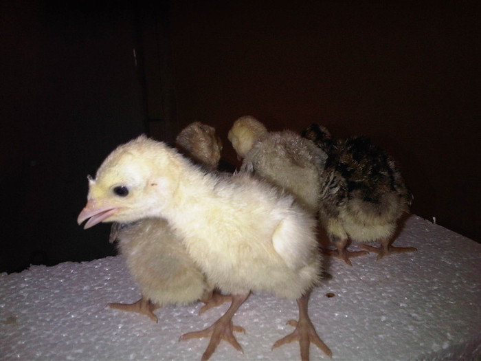 IMG01093-20120318-1143 - Curcani  rasa grea