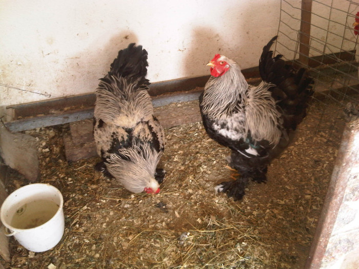 IMG01103-20120318-1147